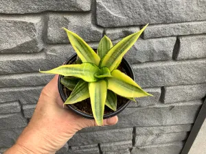 Sanseveria: Yellow Flame - 4”